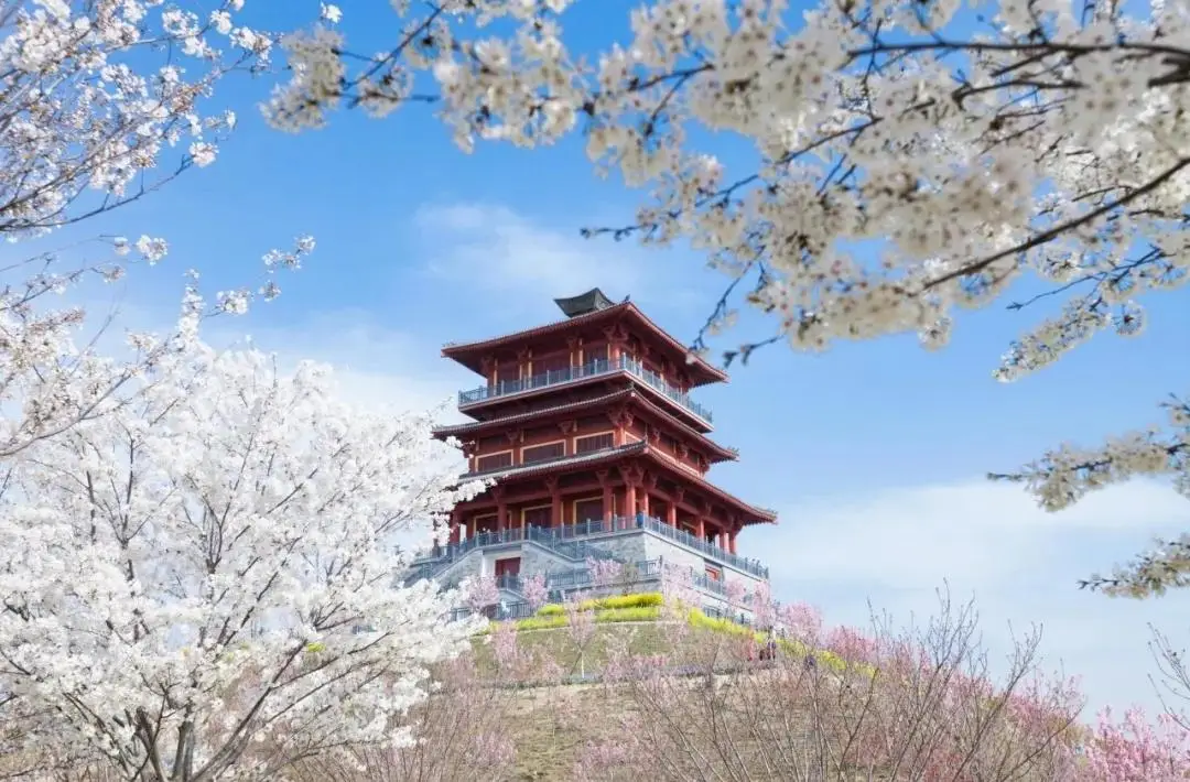 对不起，郑州的春天有点“挤” 郑州春日踏青攻略来了