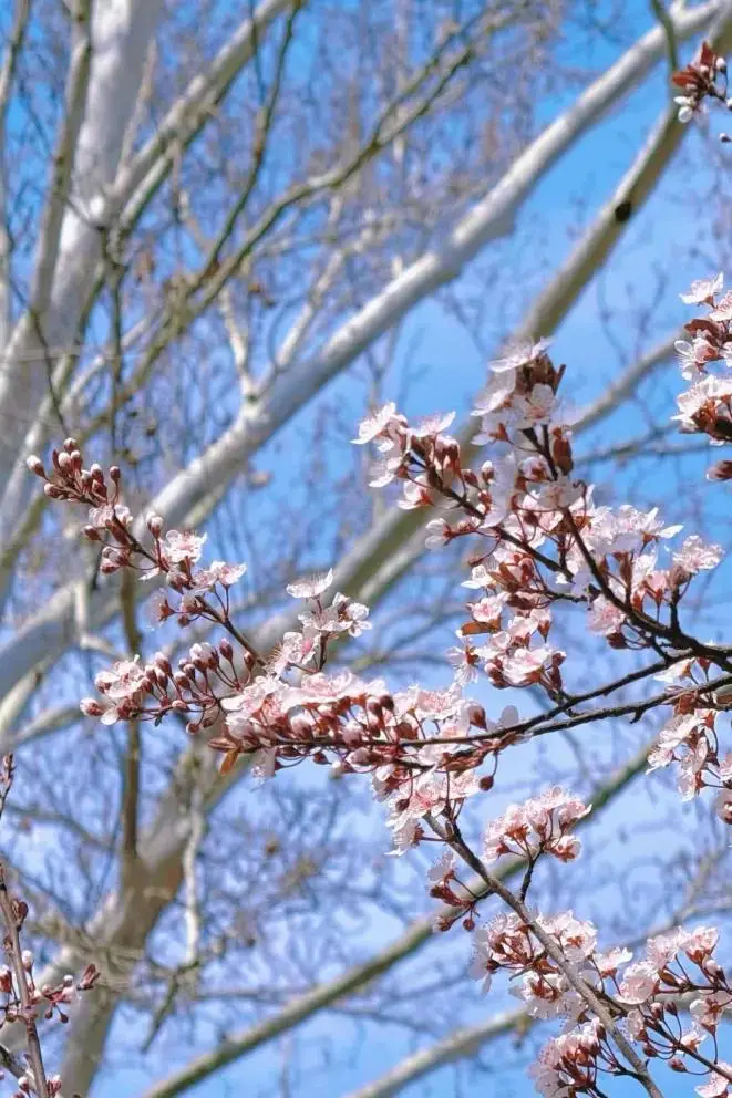 郑州踏春好去处__郑州春游踏青场地推荐