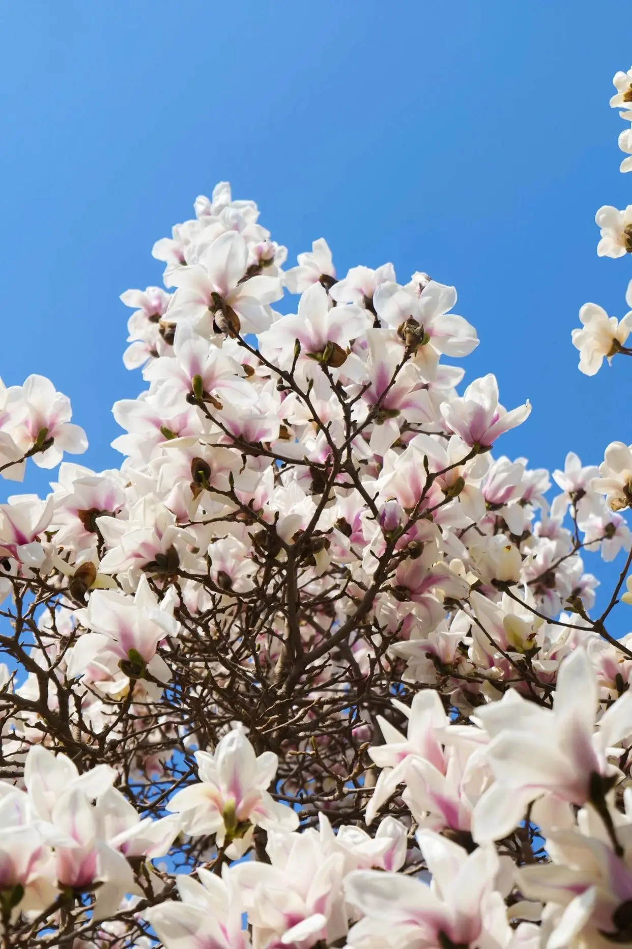 郑州踏春好去处_郑州春游踏青场地推荐_