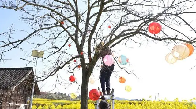 畅游油菜花海__打造油菜花海