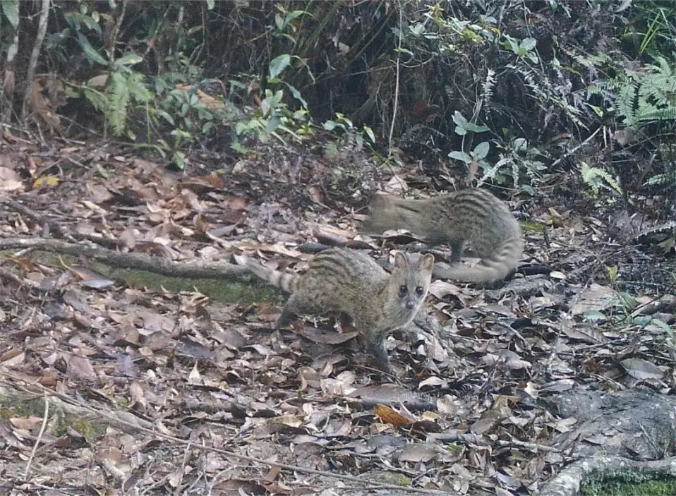森林氧吧介绍__森林氧吧导览图