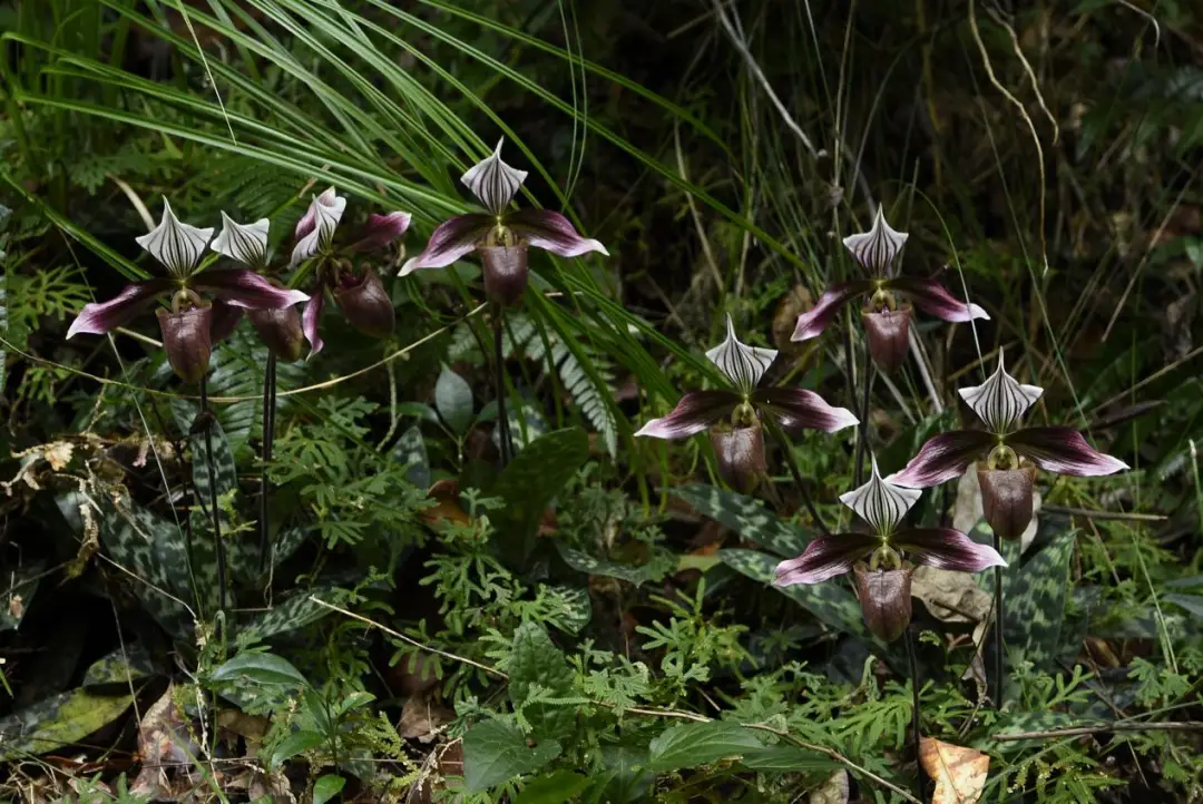 _森林氧吧介绍_森林氧吧导览图