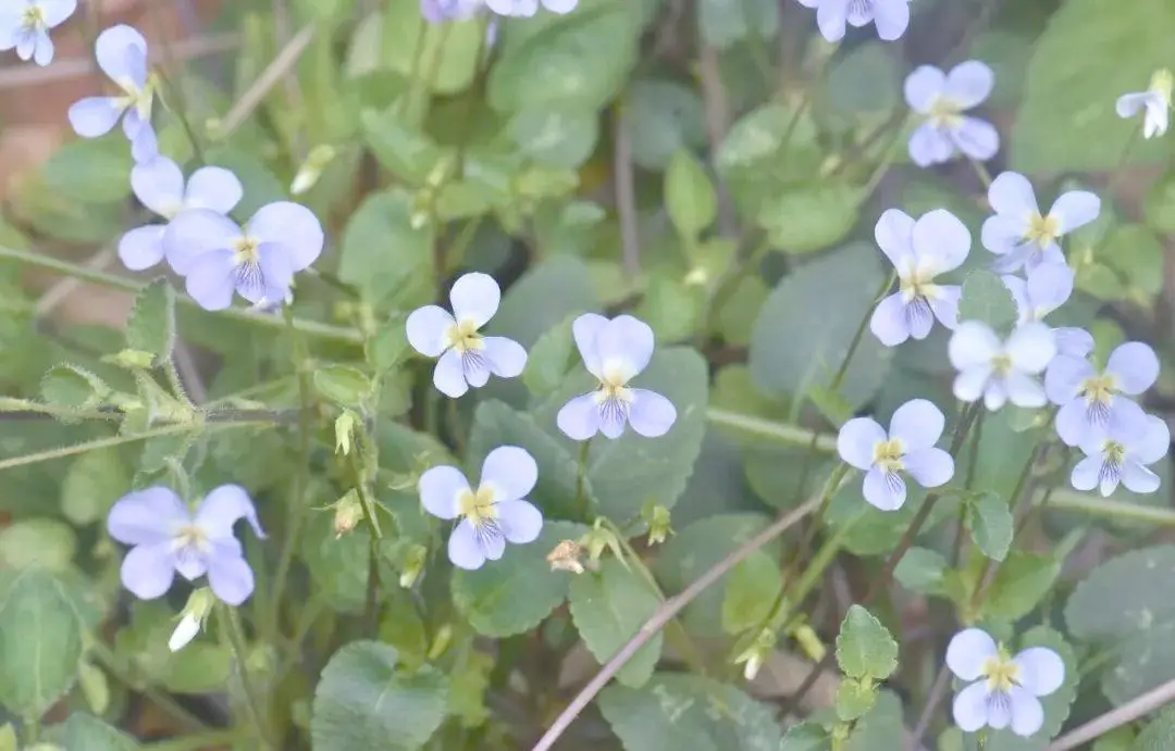 森林氧吧介绍_森林氧吧导览图_