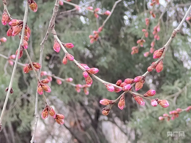 天津运河桃花节地址__沧州运河印象农旅小镇