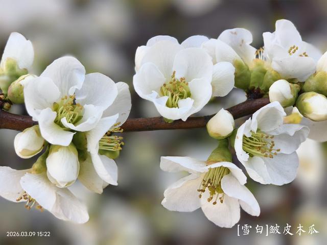 木瓜海棠花色__木瓜海棠怎么画