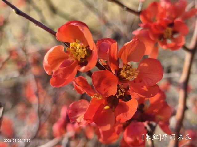 _木瓜海棠怎么画_木瓜海棠花色