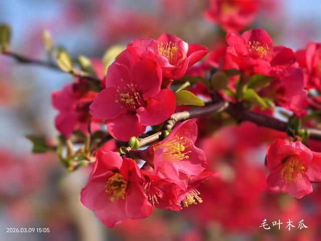 木瓜海棠花色_木瓜海棠怎么画_