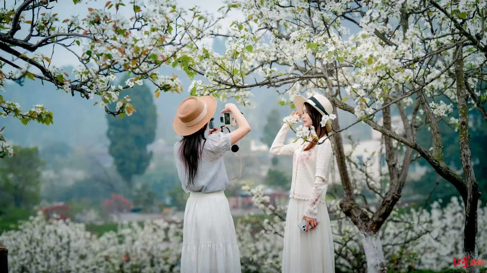 梨花成都__梨花如雪歌曲