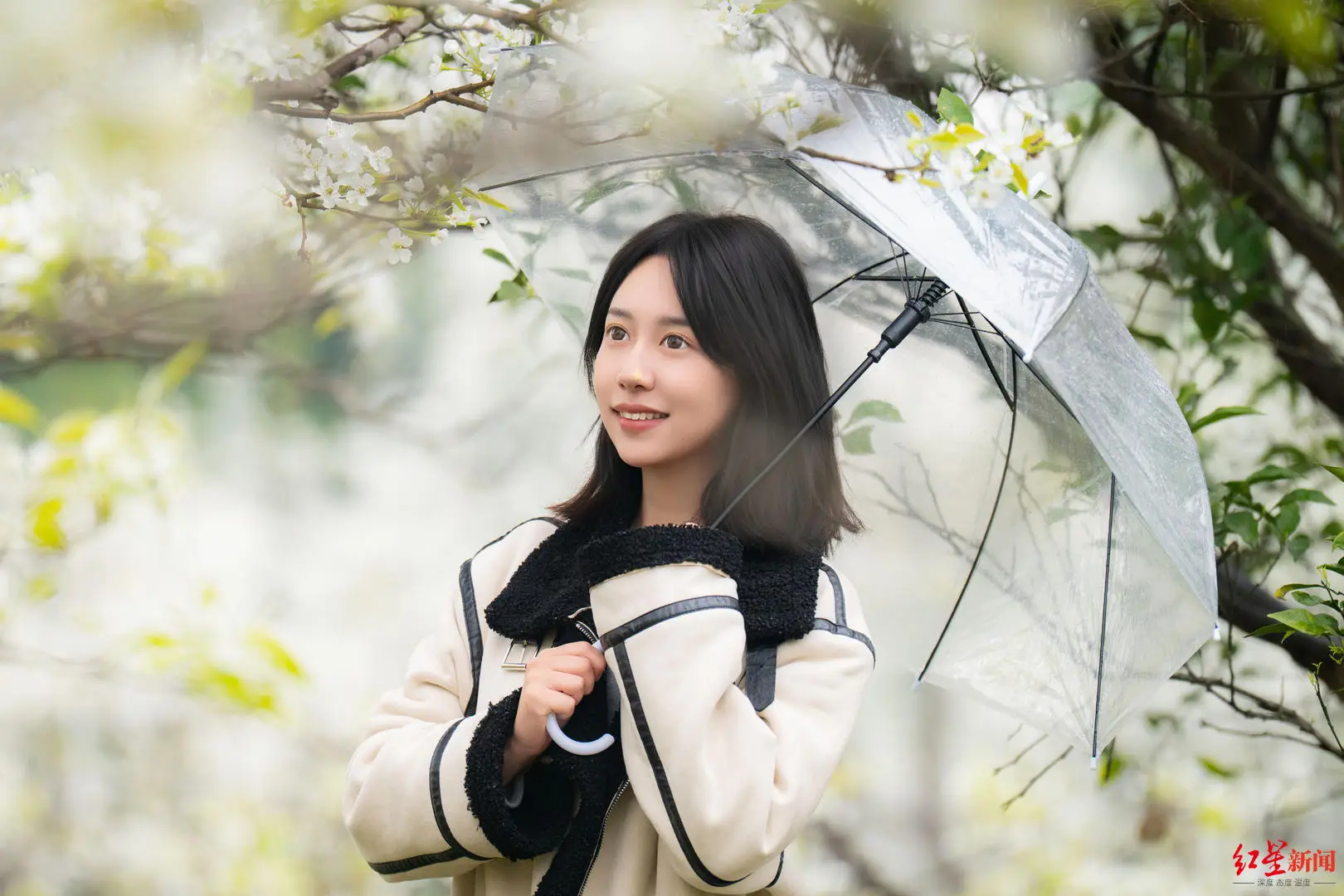 _梨花成都_梨花如雪歌曲