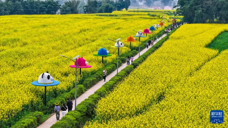 重庆潼南区油菜花_潼南油菜花开了没有_
