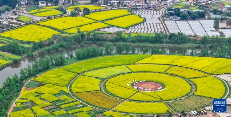 重庆潼南区油菜花__潼南油菜花开了没有