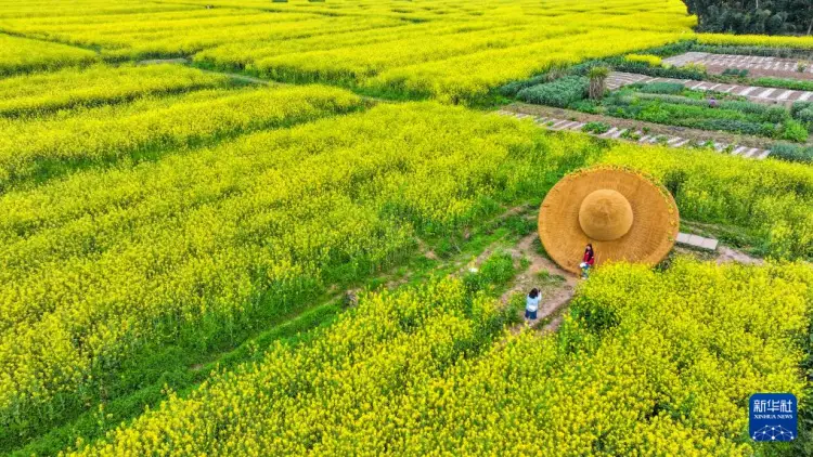 _重庆潼南区油菜花_潼南油菜花开了没有