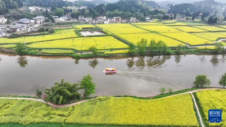 _重庆潼南区油菜花_潼南油菜花开了没有