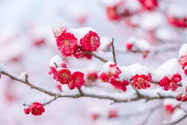 河南春季赏花__河南春天看花的地方