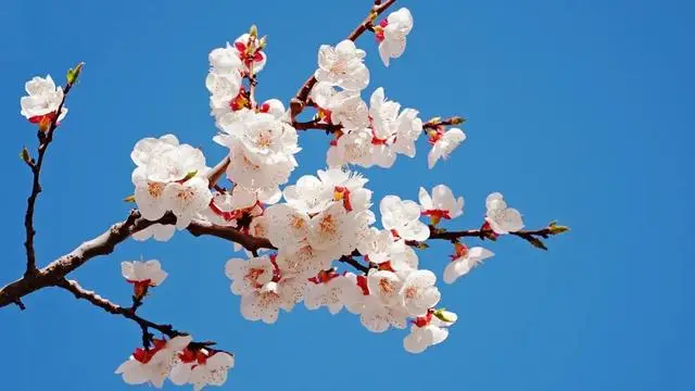 河南春季赏花_河南春天看花的地方_