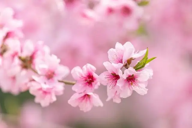 河南春季赏花_河南春天看花的地方_