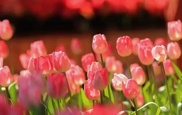 _河南春天看花的地方_河南春季赏花