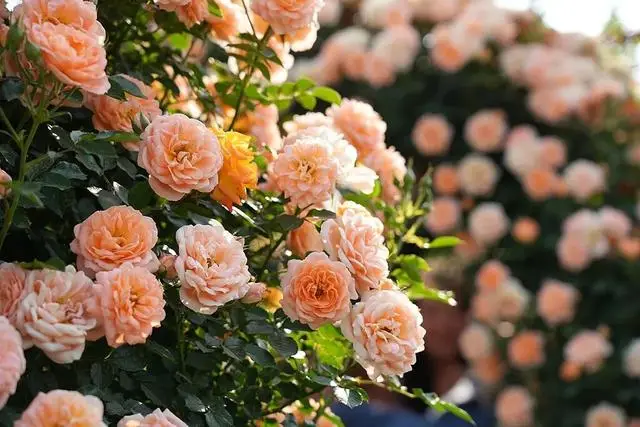 _河南春季赏花_河南春天看花的地方