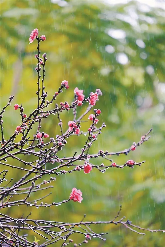 _樱花梨花桃花_juliet樱花绽放