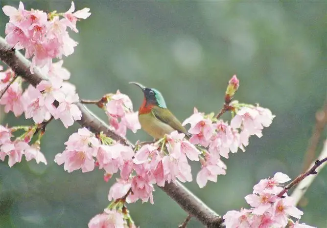 樱花梨花桃花_梨花樱花开花时间_