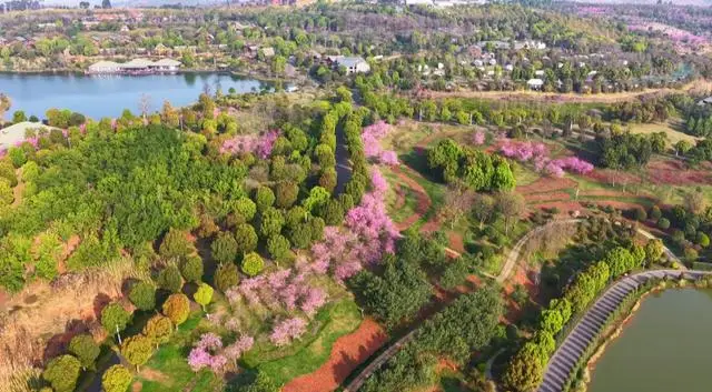 弥勒太平湖：春色满园引客来 踏春赏花正当时