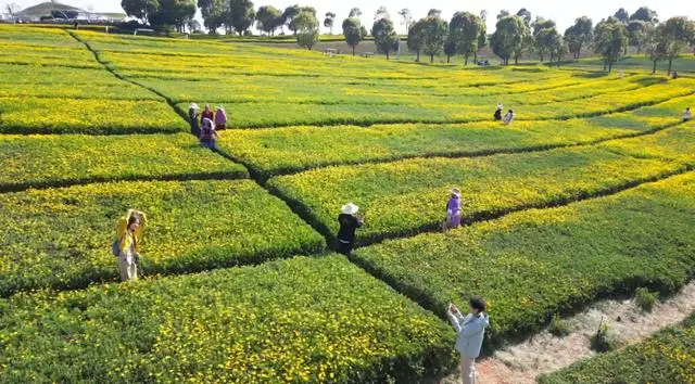 弥勒太平湖景区门票多少钱__弥勒太平湖花海是什么花