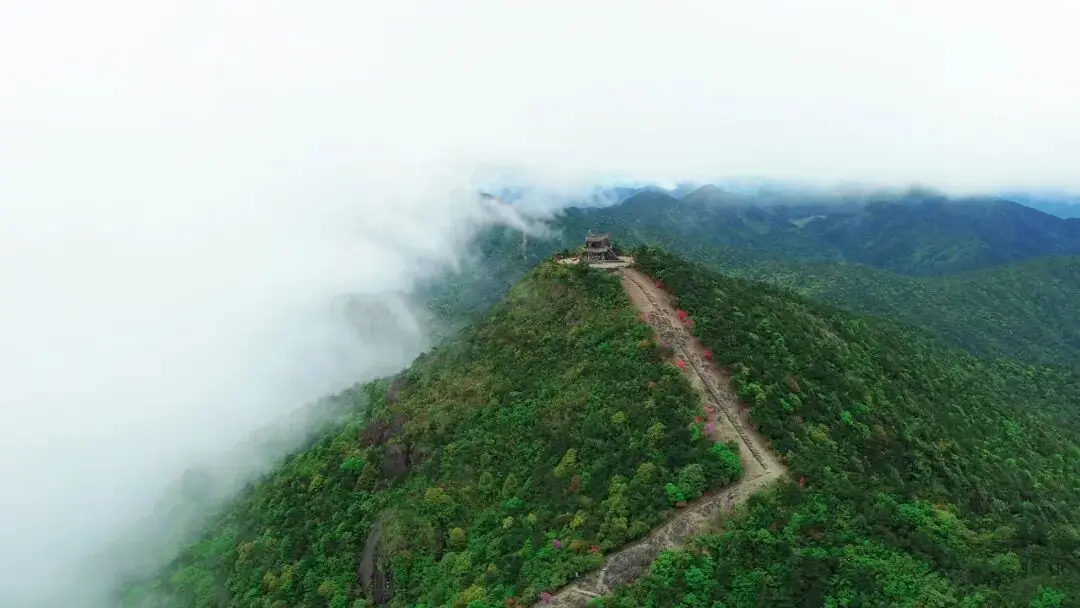 浙江省杜鹃花景点__浙江万亩杜鹃花海