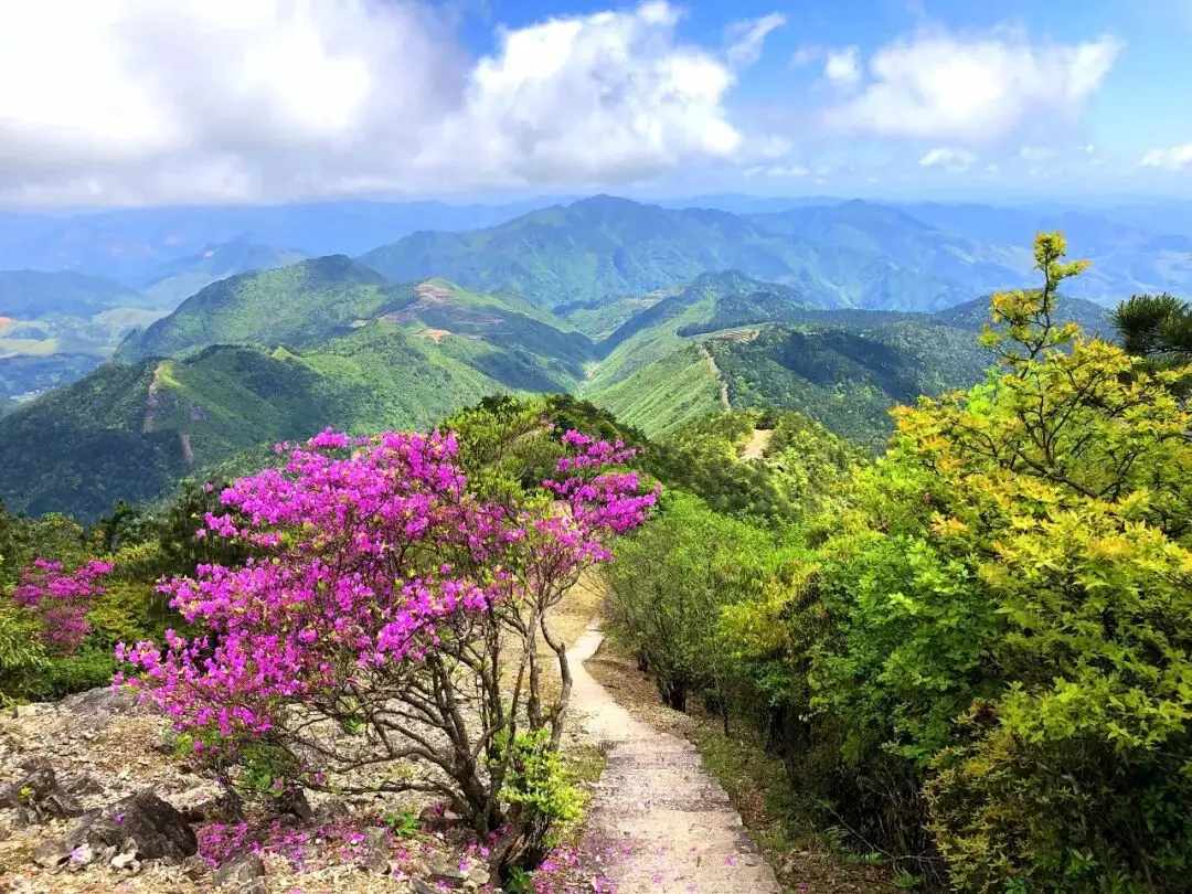 _浙江省杜鹃花景点_浙江万亩杜鹃花海