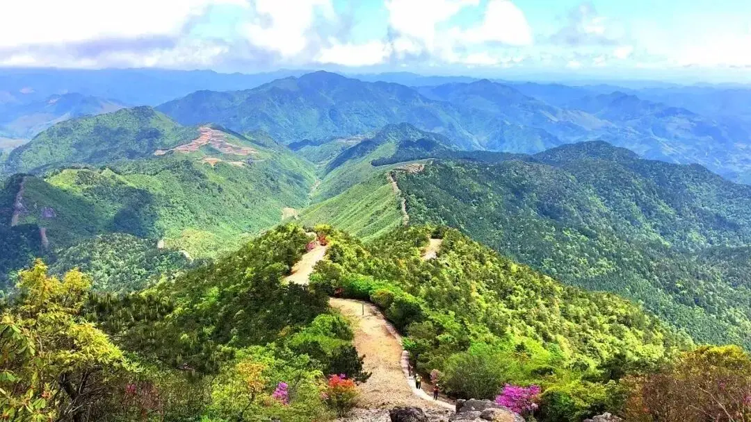 浙江万亩杜鹃花海_浙江省杜鹃花景点_