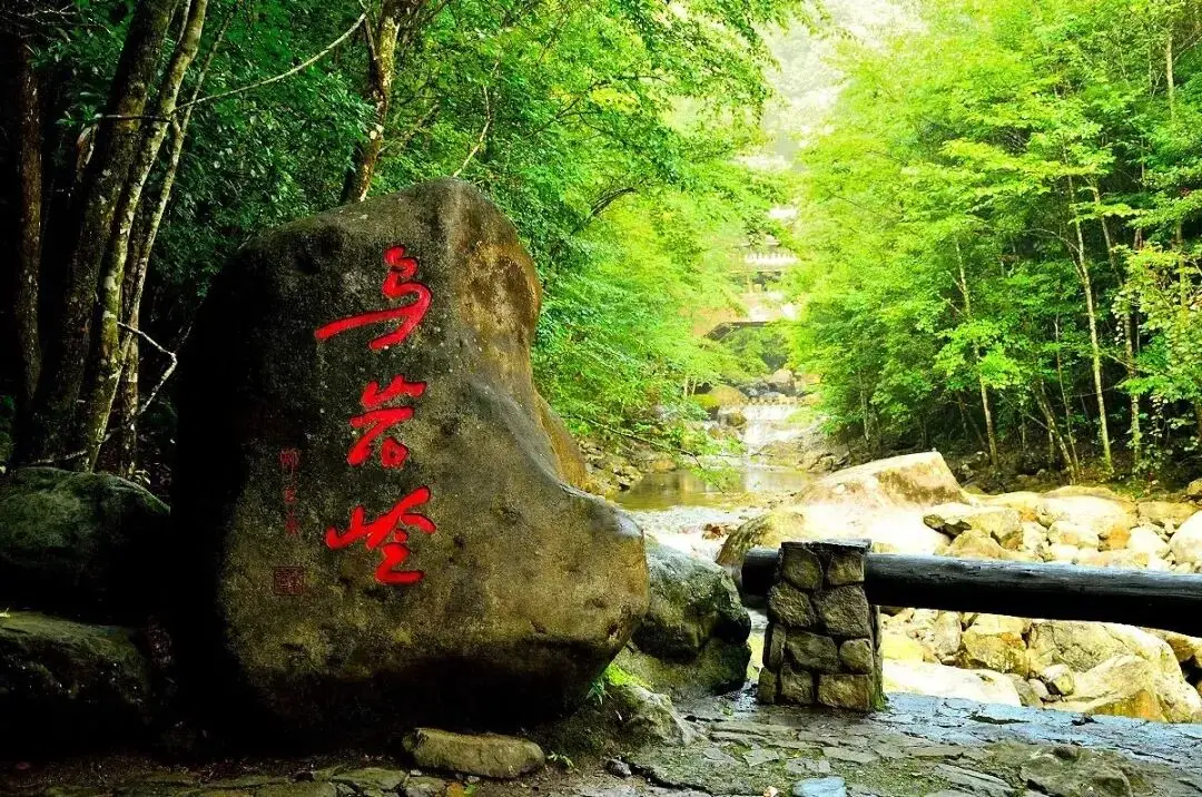 浙江省杜鹃花景点__浙江万亩杜鹃花海