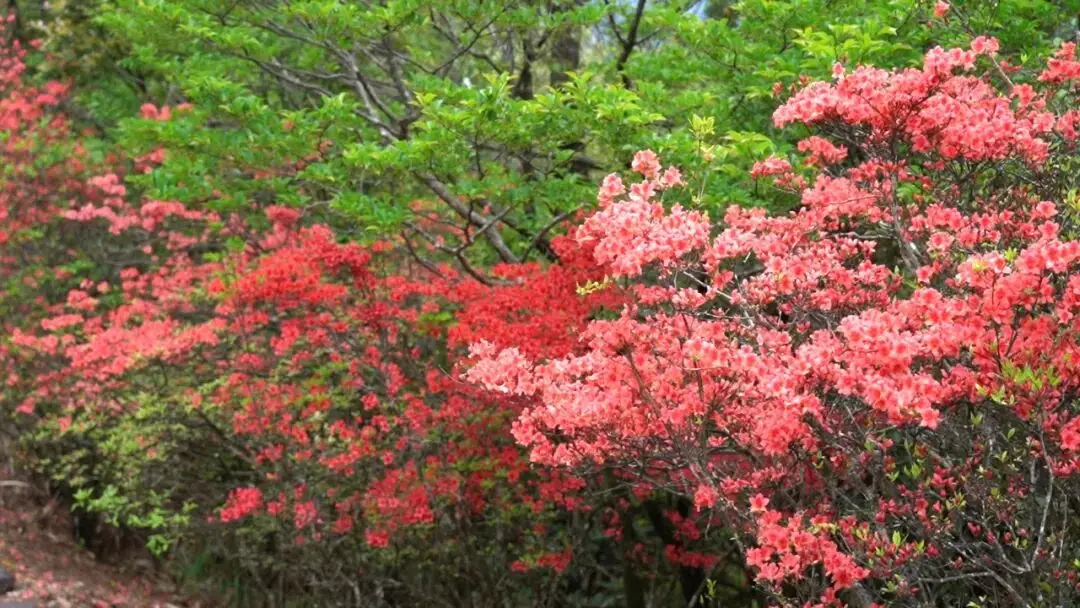 _浙江省杜鹃花景点_浙江万亩杜鹃花海