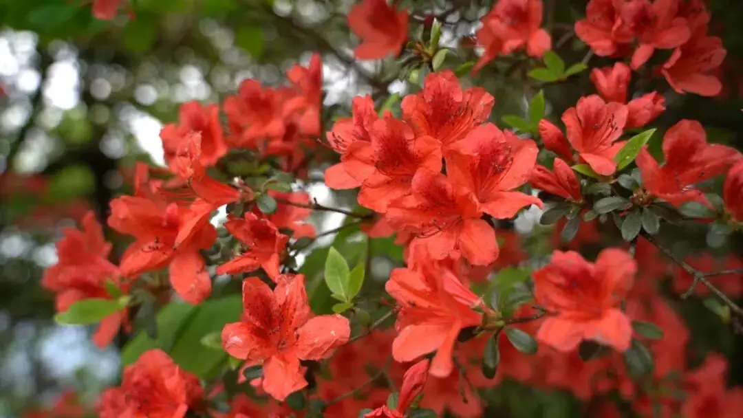 浙江省杜鹃花景点__浙江万亩杜鹃花海