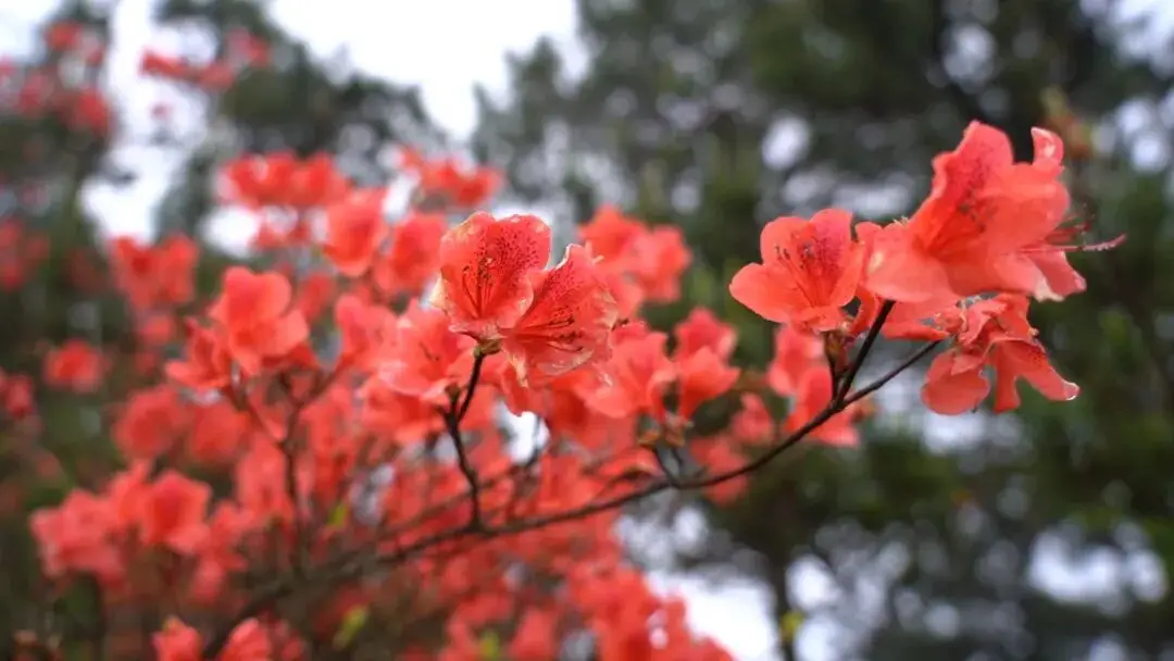 _浙江万亩杜鹃花海_浙江省杜鹃花景点