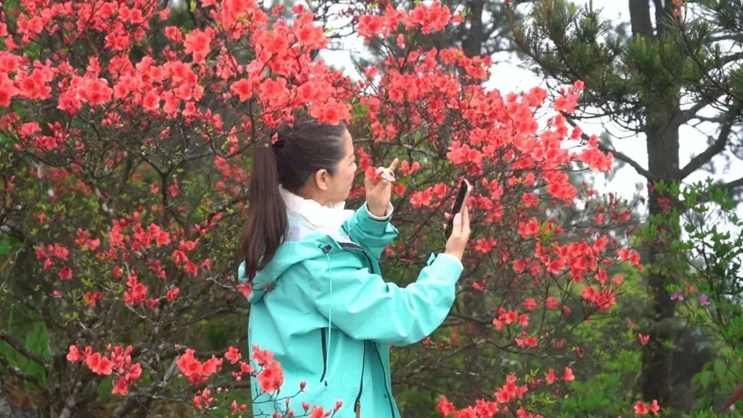 浙江省杜鹃花景点__浙江万亩杜鹃花海