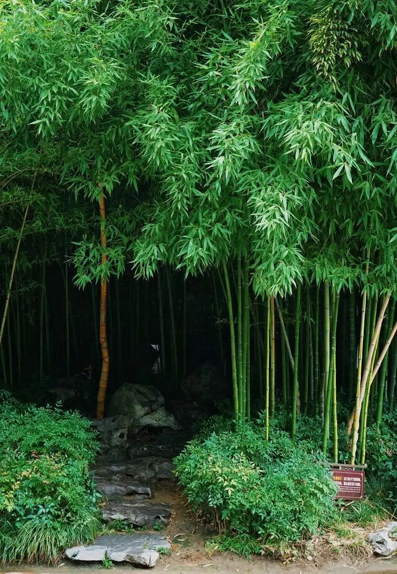 扬州竹枝词是谁写的_扬州的竹子_