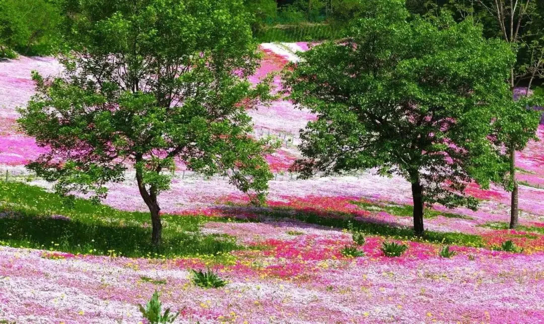 5月下旬适合去哪旅游_五月下旬去哪玩_